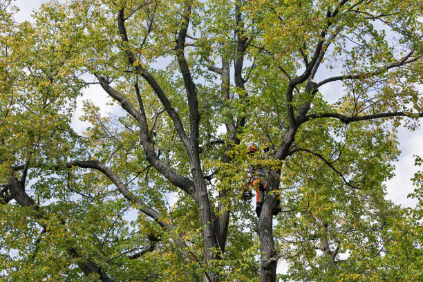 How Our Tree Care Process Works  in  Smithville, MO